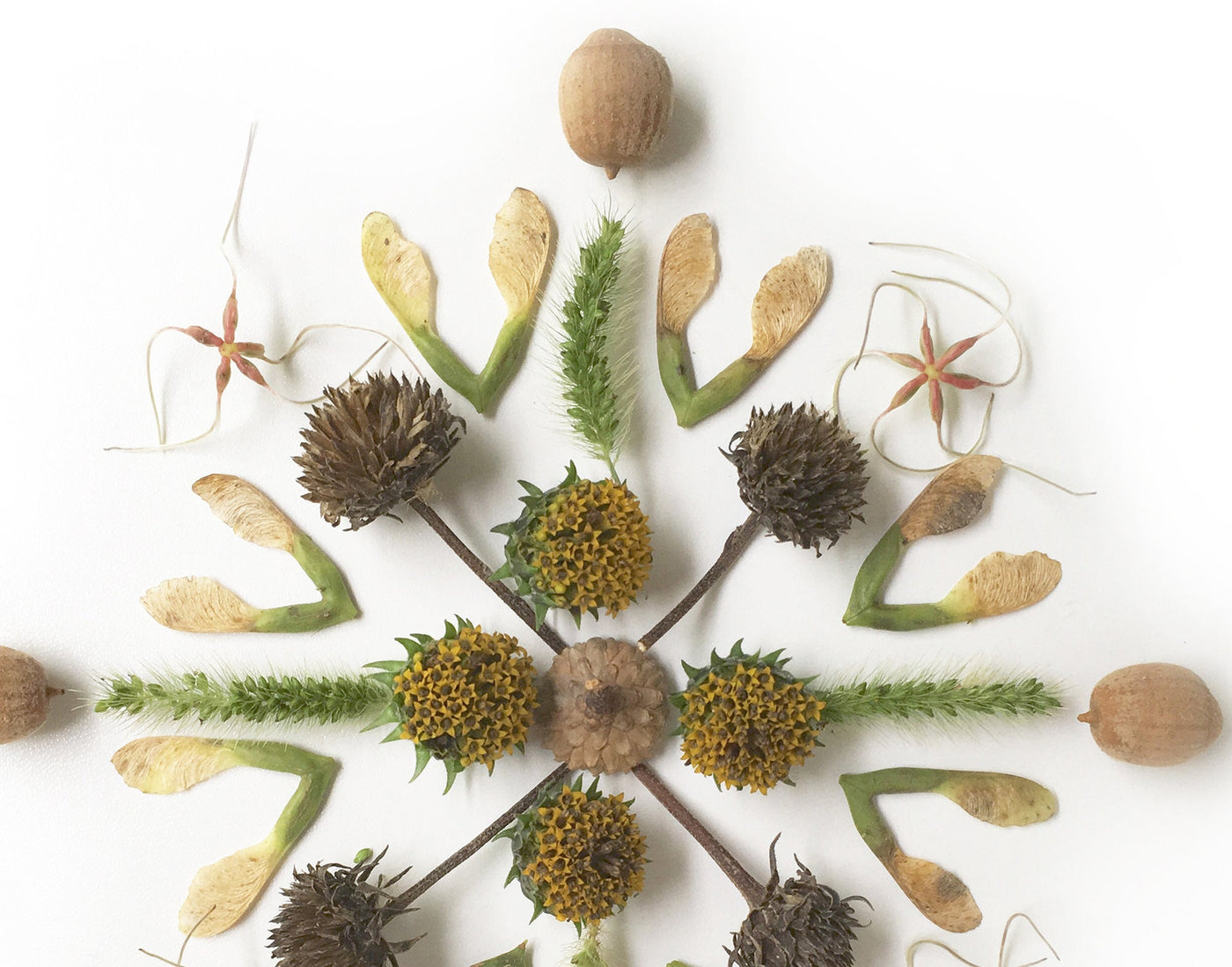 Seed Star Mandala Printable nature photography Wall Art