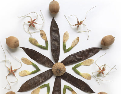Nature photography Seed Star Mandala printable wall art